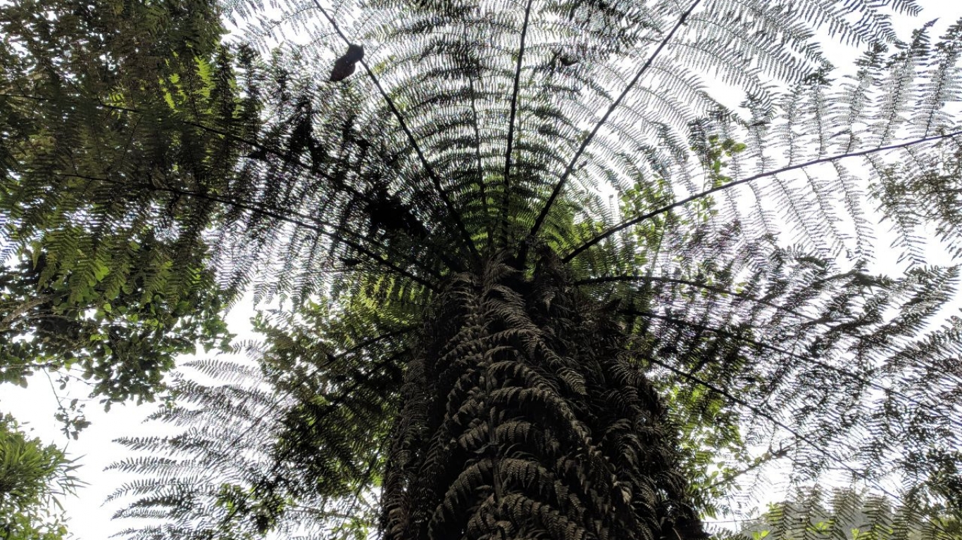 Inteligencia vegetal - Sandra Russo